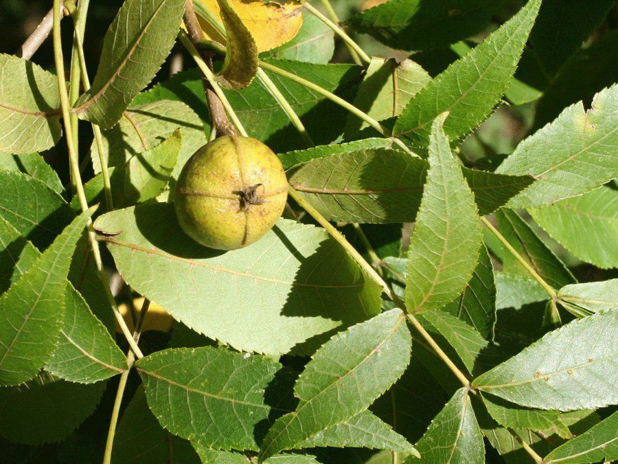 Bitternut hickory